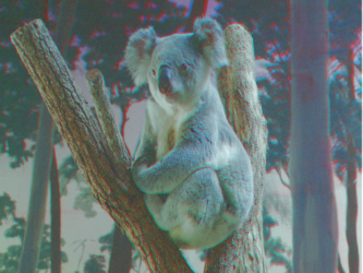 Australian Native Cute Wildlife Koala in 3D Anaglyph Daisy Hill reserve
